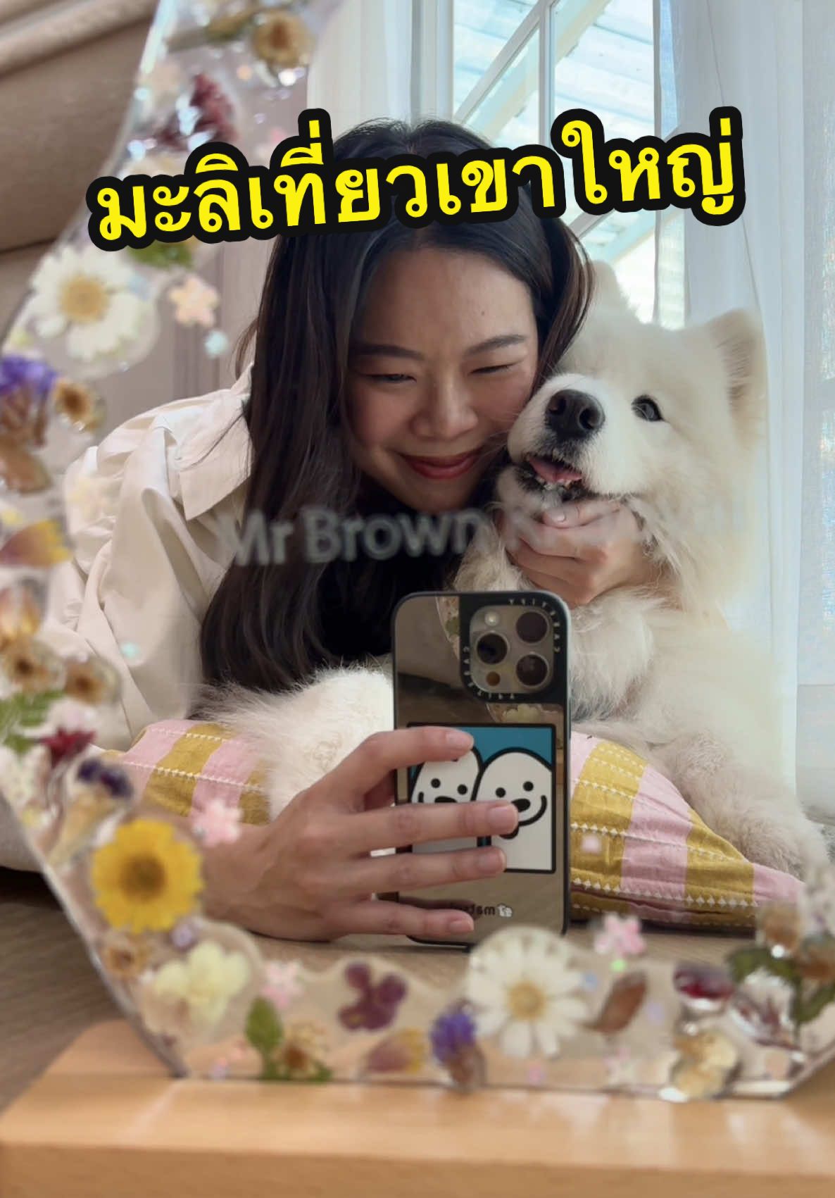 TikTok video of Mr. Brown Khaoyai — pet creator